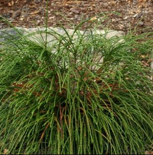 WHIPCORD ARBORVITAE