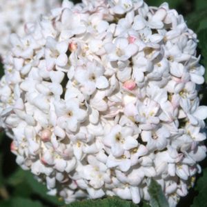 FRAGRANT SNOWBALL VIBURNUM