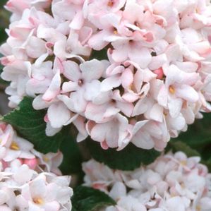 CAYUGA FRAGRANT VIBURNUM