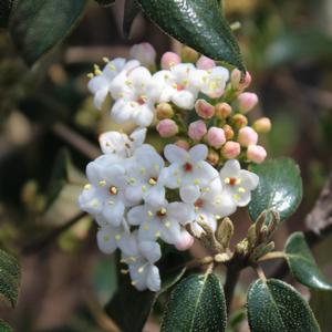 CONOY VIBURNUM