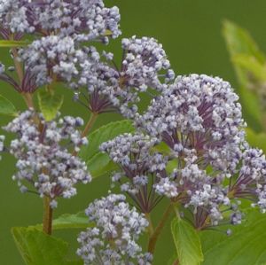 MARIE BLEU® NEW JERSEY TEA