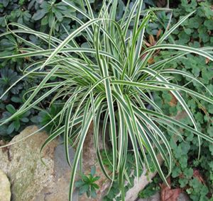 ICE BALLET SEDGE