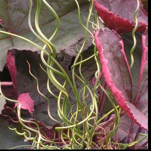 VARIEGATED CORKSCREW RUSH