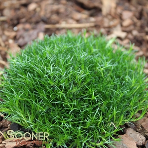 IRISH MOSS