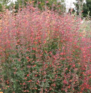 CORONADO RED® HYSSOP