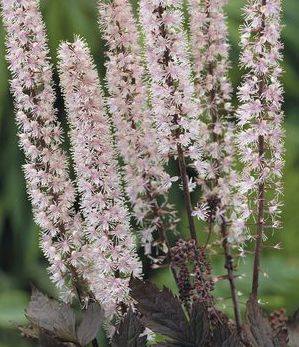 PINK SPIKE BUGBANE