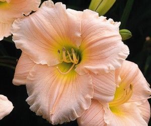 BARBARA MITCHELL DAYLILY