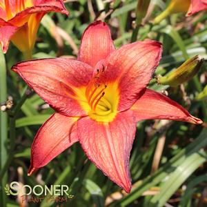 CHICAGO APACHE DAYLILY
