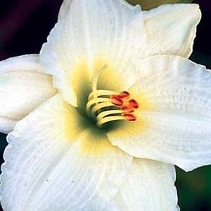 GENTLE SHEPHERD DAYLILY