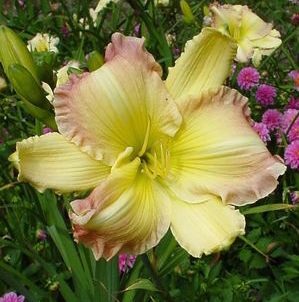 BIG SMILE DAYLILY