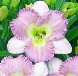ELEONORE DAYLILY