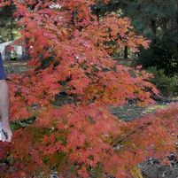 OSAKAZUKI UPRIGHT JAPANESE MAPLE