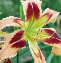 WILD AND WONDERFUL DAYLILY