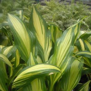CHERRY BERRY HOSTA