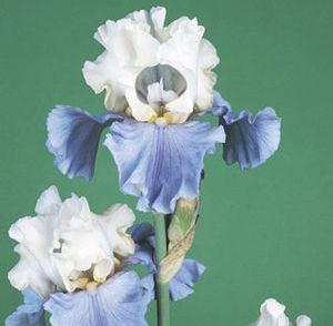 STAIRWAY TO HEAVEN IRIS