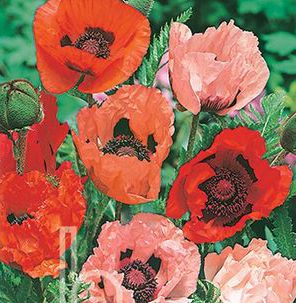BENARY'S SPECIAL MIX ORIENTAL POPPY