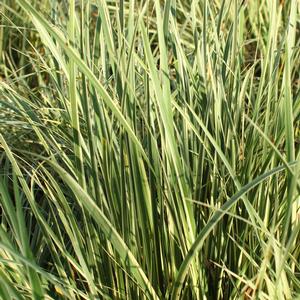VARIEGATED SWEET FLAG