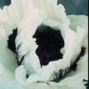 CASINO ORIENTAL POPPY