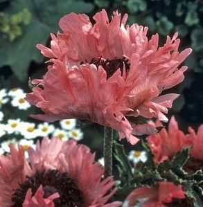 FANCY FEATHERS ORIENTAL POPPY