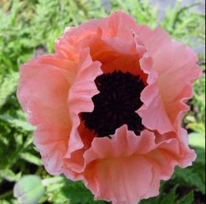 HELEN ELIZABETH ORIENTAL POPPY