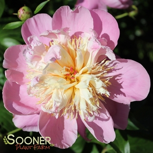 BOWL OF BEAUTY GARDEN PEONY