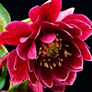 AMETHYST GEM WINTER JEWELS™ LENTEN ROSE