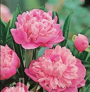 PINK CAMEO GARDEN PEONY