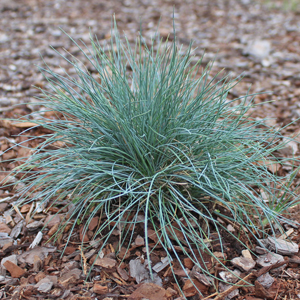 ELIJAH BLUE FESCUE