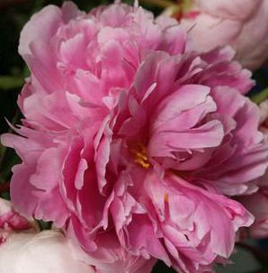 SARAH BERNHARDT GARDEN PEONY