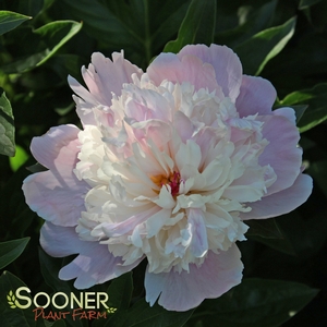 SORBET GARDEN PEONY