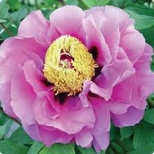 CHOJURAKU TREE PEONY