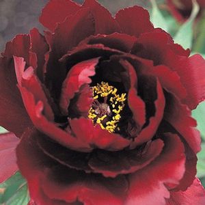 KAOUKAMON TREE PEONY