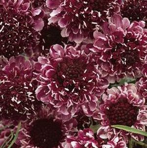 BOUJOLAIS BONNETS PINCUSHION FLOWER