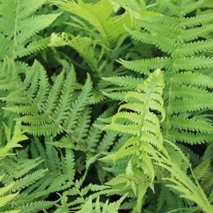 OSTRICH FERN
