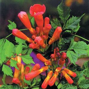 FLAMENCO TRUMPET VINE