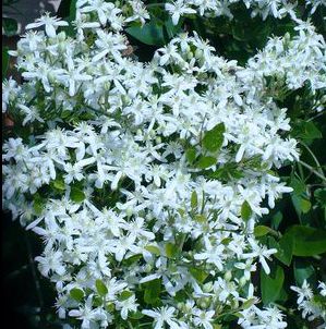 SILVER LACE VINE