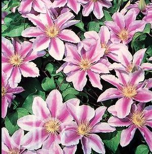 BEE'S JUBILEE CLEMATIS