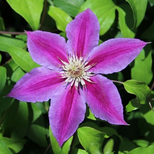 DR. RUPPEL CLEMATIS