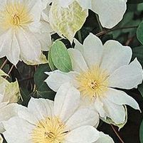 DUCHESS OF EDINBURGH CLEMATIS