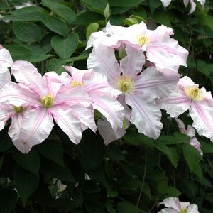 VANCOUVER™ MORNING MIST CLEMATIS