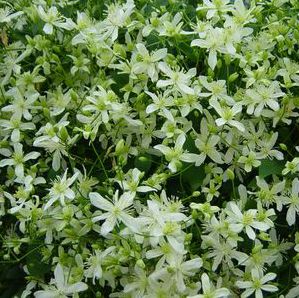 SWEET AUTUMN CLEMATIS