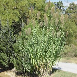 VARIEGATED GIANT REED