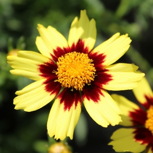 BIG BANG™ COSMIC EYE TICKSEED