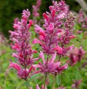 RED FORTUNE HYSSOP