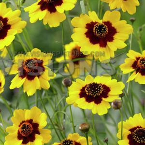 BIG BANG™ CHA CHA CHA TICKSEED
