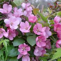 INDIAN MAGIC CRABAPPLE