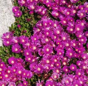 TABLE MOUNTAIN® ICE PLANT