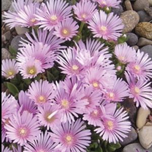 LAVENDER ICE PLANT