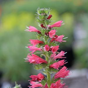RED FEATHERS ECHIUM