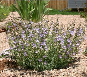 SILVERTON® BEARDTONGUE